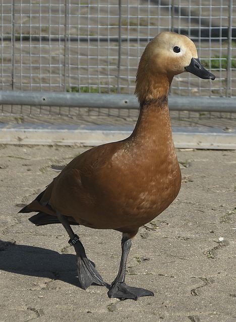 态下